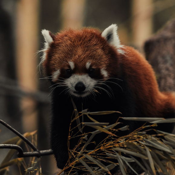 LMPositif's tweet photo. 🇲🇫 Deux bébés pandas roux ont vu le jour en Normandie : une naissance exceptionnelle, attendue depuis 12 ans au zoo de Champrépus, qui participe à la sauvegarde de cette espèce considérée comme menacée.🐼 (Actu manche) https://t.co/yOGORKvZxs