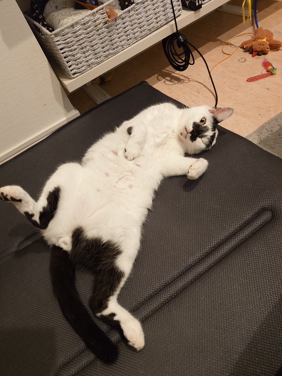 gawanekko's tweet photo. 暑い。Too hot. https://t.co/lfgFRfLZlR
