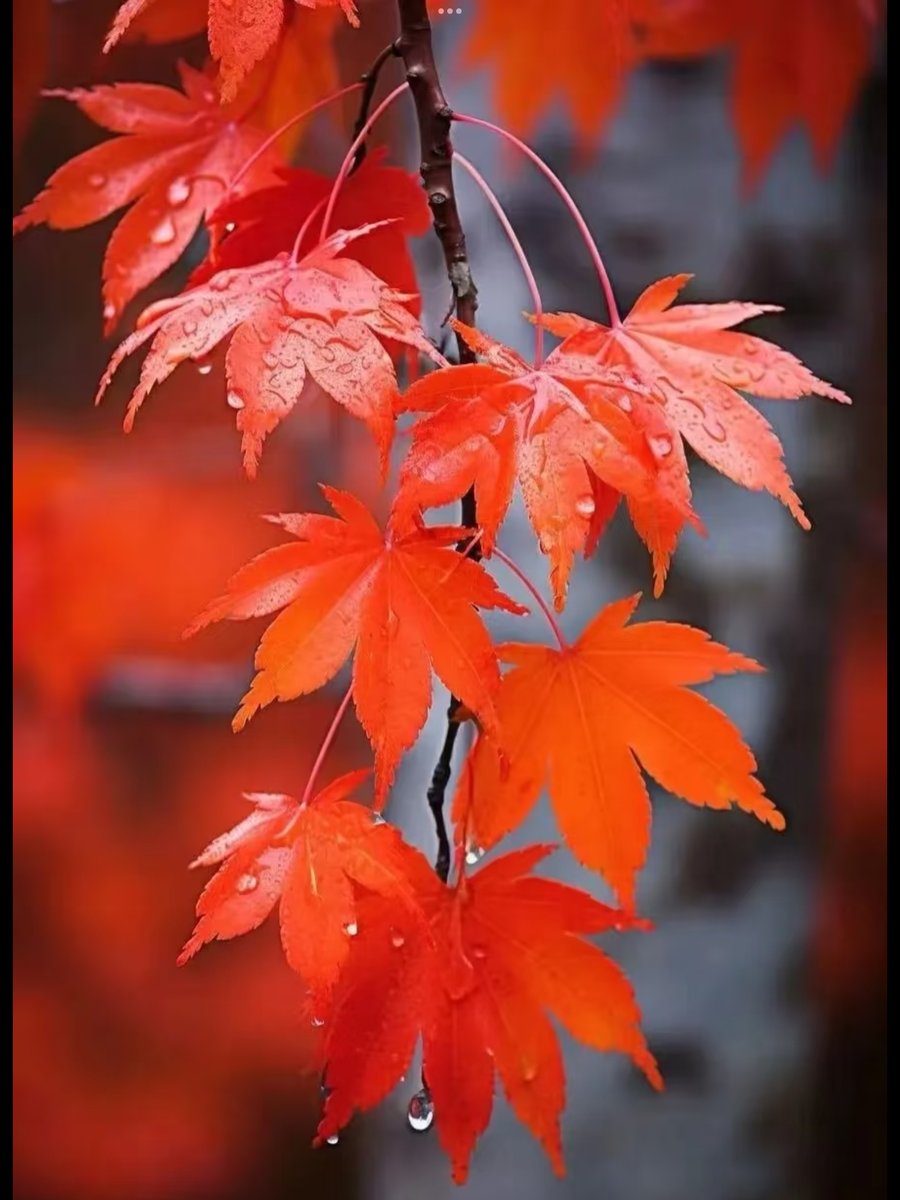 niggidiamond's tweet photo. [Gray sky and crisp wind—autumn is officially here! Perfect for a hot drink and a walk with leaves crunching underfoot ]， https://t.co/MPs1rnYkvx