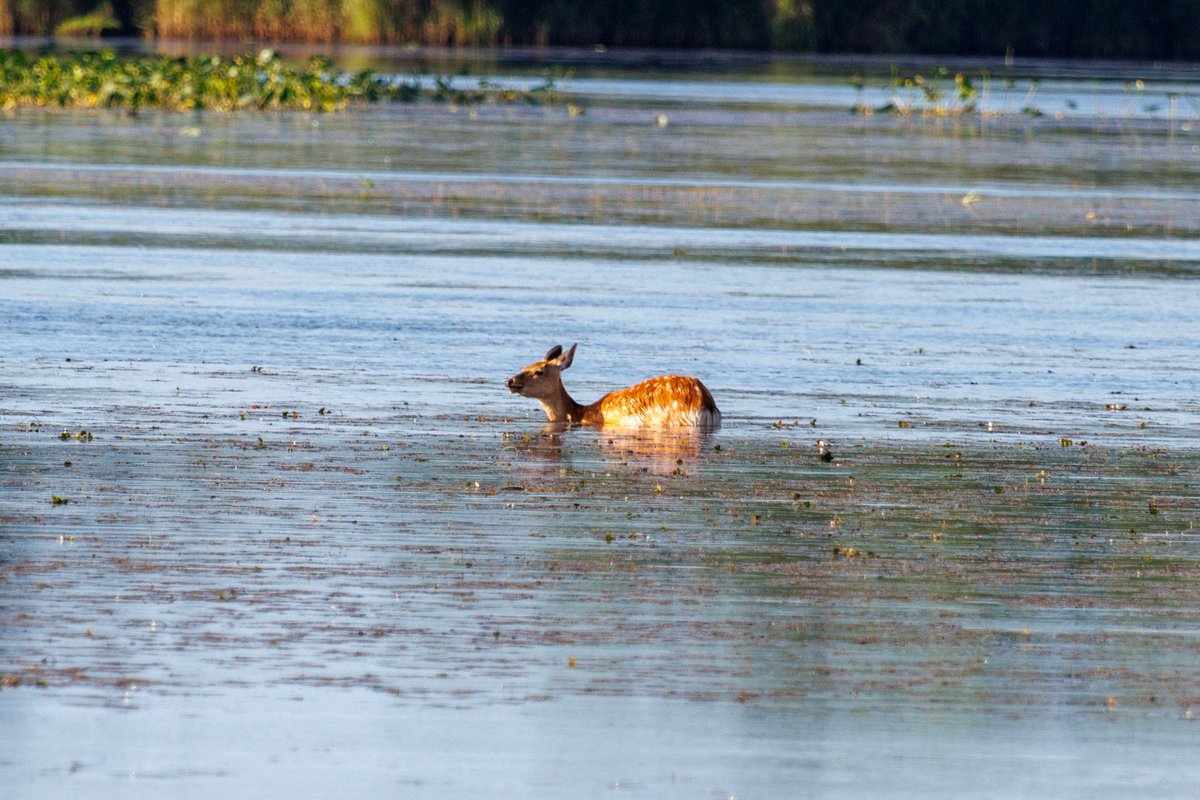 tomo_mo087's tweet photo. 夏休み最終日🍂

とりあえず鹿祭り🦌🦌
ウトナイ湖で泳ぐ鹿初めて見た😋
あしたから仕事かぁ…
運転できるかなー？？

#夏休み終了
#秋だなぁ 
#ヒヨドリ https://t.co/96ZOtZGOZ1