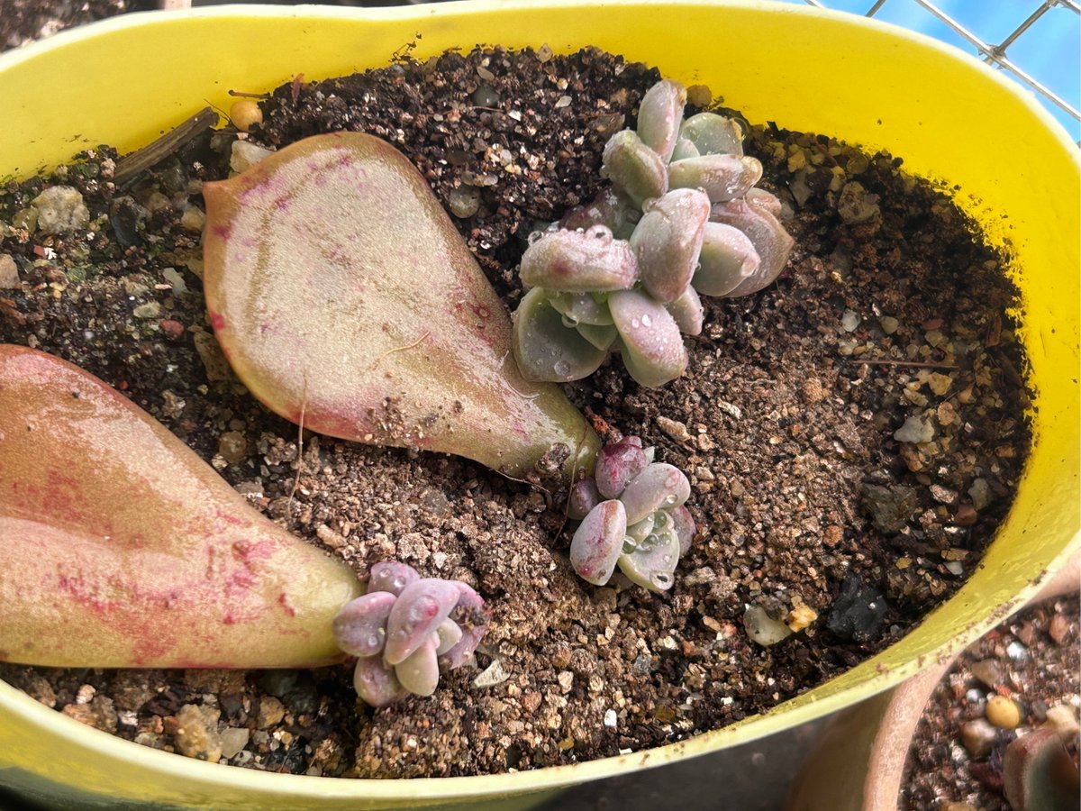 PichamonP1's tweet photo. Growth isn’t about becoming someone new—it’s about unlearning the parts of you that no longer fit. Some scars are just stories you carry to remind you how far you’ve come, not how weak you are. https://t.co/B76cK9Jp4l