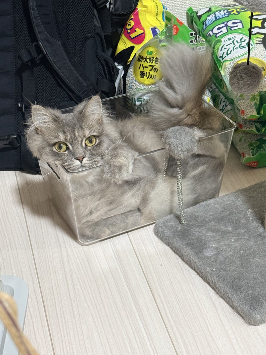 5mashi0_0806's tweet photo. 箱におさまるねこちゃんかわいいね。 https://t.co/j6C1VAUDXV