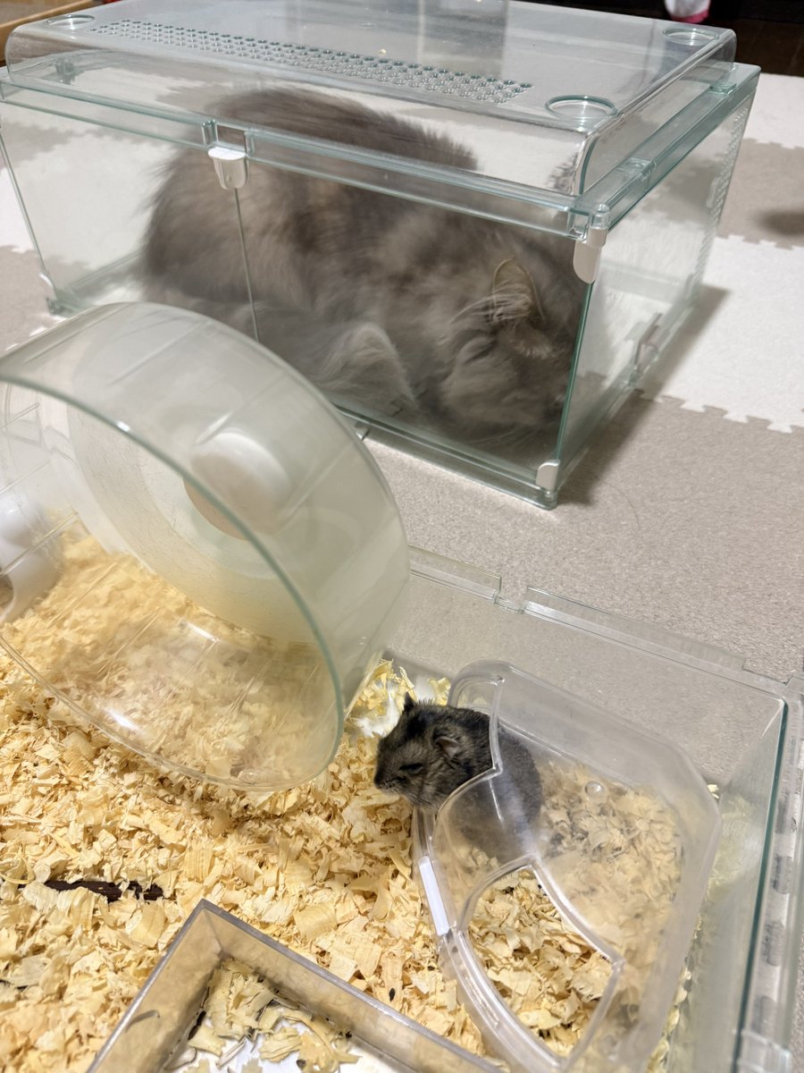 5mashi0_0806's tweet photo. おはむのお部屋掃除するためにはむのおうちを移動させたけど爆睡してるはむ🐹

起きたからお部屋掃除するためにねこﾁｬﾝを隔離🐱

意外と居心地が良かったらしいねこﾁｬﾝ😸 https://t.co/pvnG9F1YyH