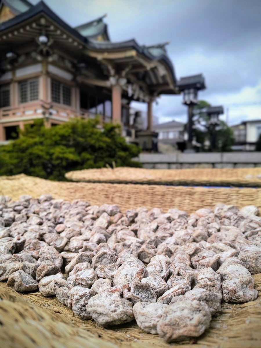 _masarucchi's tweet photo. 梅干しの天日干し⛩️🙏
📸2026/08/16 https://t.co/5YSQLyC9tz
