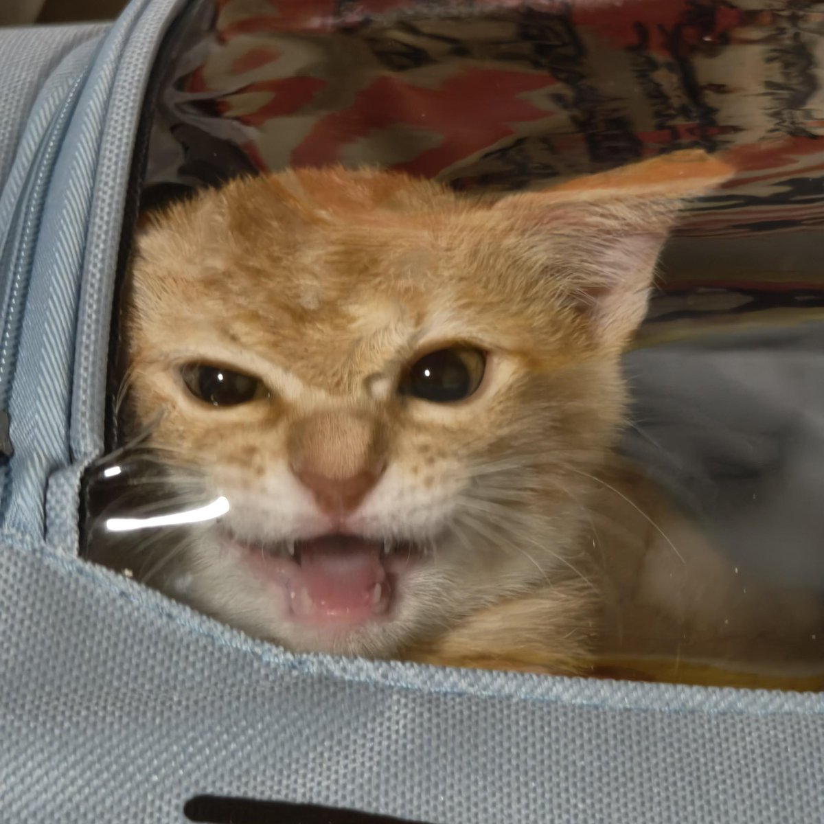 nocontextscats's tweet photo. 😡 https://t.co/hYrYVE9AYV