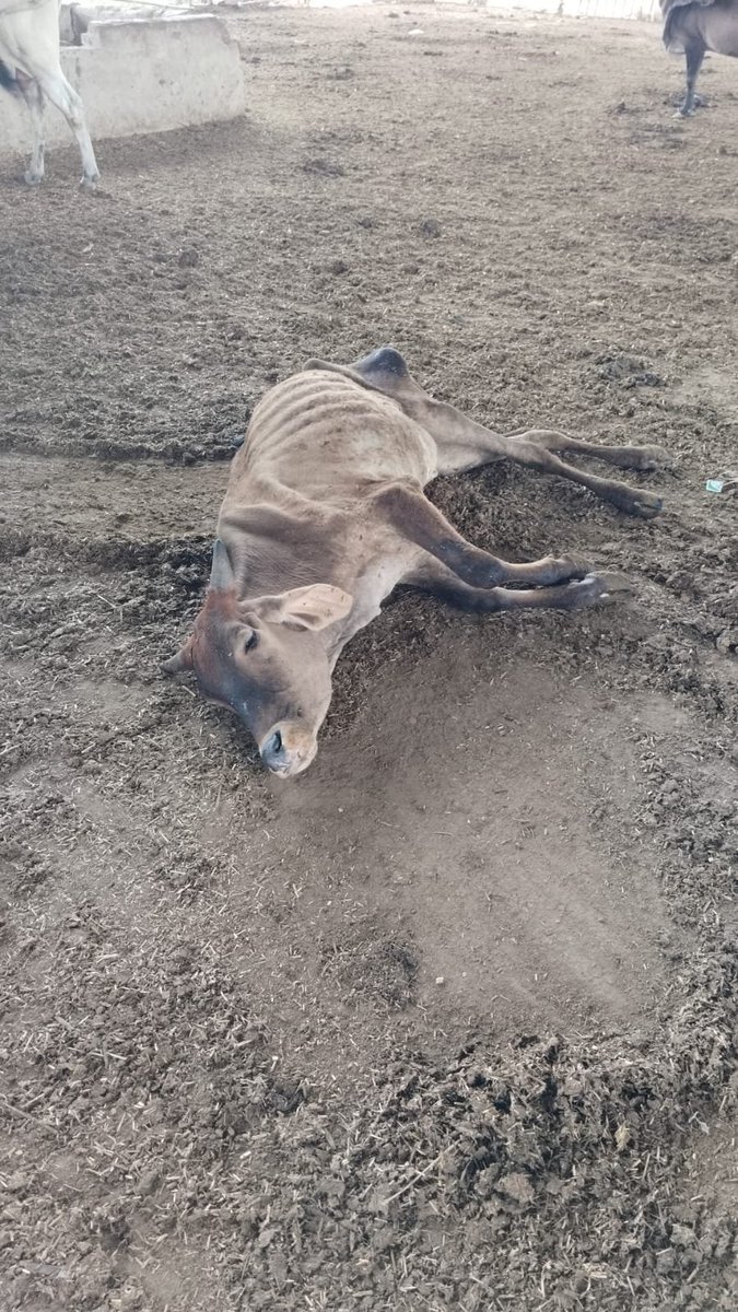 vikendrabudaun's tweet photo. @dm_hathras @HathrasCvo79263 सर नगर पालिका हाथरस की गौ शाला काशीराम कालोनी का हाल @myogiadityanath यही गौ संरक्षण है आपका @CDOHathras संज्ञान लेने का कष्ट करें । https://t.co/gsLDGoeS7v