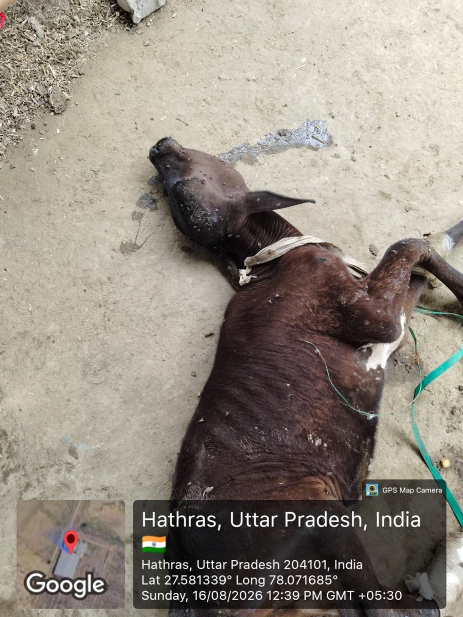 vikendrabudaun's tweet photo. @dm_hathras @HathrasCvo79263 सर नगर पालिका हाथरस की गौ शाला काशीराम कालोनी का हाल @myogiadityanath यही गौ संरक्षण है आपका @CDOHathras संज्ञान लेने का कष्ट करें । https://t.co/gsLDGoeS7v