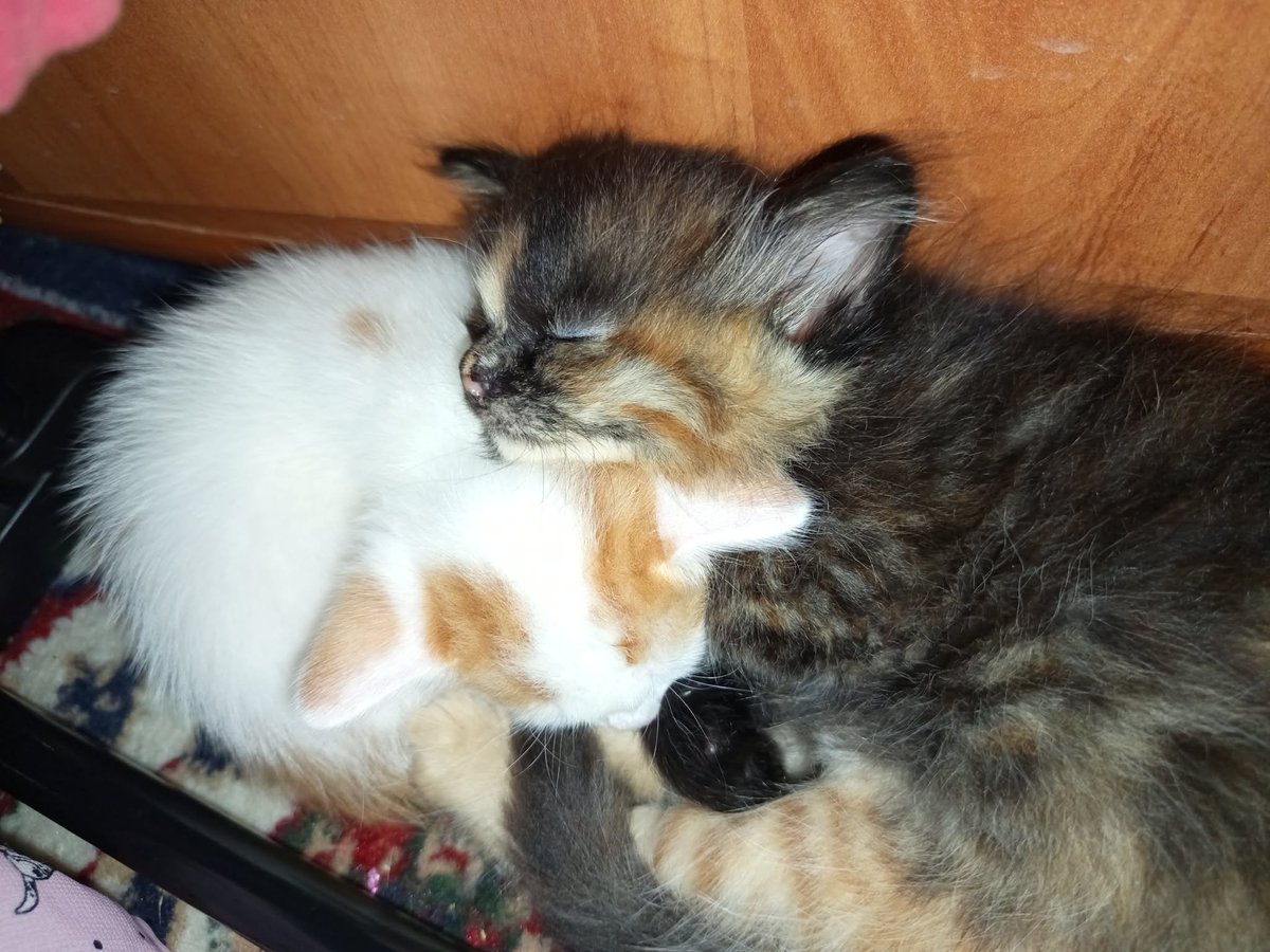 MBelyj2972's tweet photo. Одесса: Котята от спасенной с улицы беременной кошки ищут очень-очень ответственных и добрых хозяев. Без самовыгула. С ненавязчивым отслеживанием их судьбы. 
Котята ласковые, игривые, едят корм для котят Brit с удовольствием. 
096-3485109, Наталья https://t.co/IUbM3BDEhd