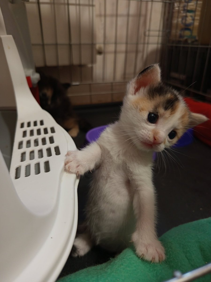 MBelyj2972's tweet photo. Одесса: Котята от спасенной с улицы беременной кошки ищут очень-очень ответственных и добрых хозяев. Без самовыгула. С ненавязчивым отслеживанием их судьбы. 
Котята ласковые, игривые, едят корм для котят Brit с удовольствием. 
096-3485109, Наталья https://t.co/IUbM3BDEhd