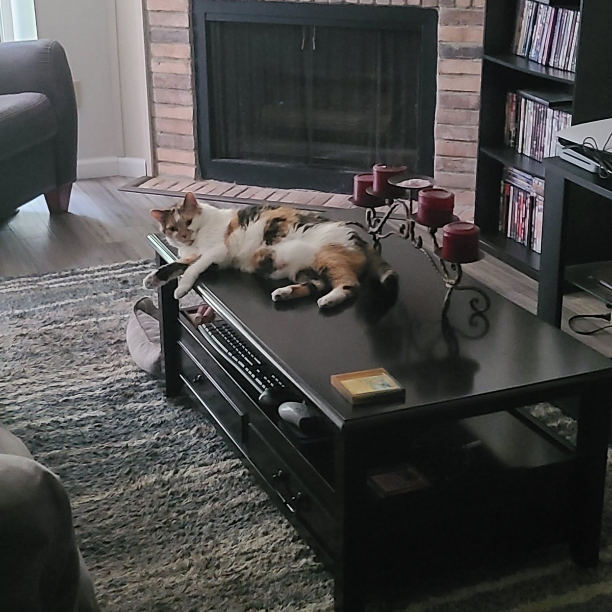 AmandaPauley13's tweet photo. Minnako's never been this smug! She just stared at me from the table, that she USUALLY jumps off of when she sees me. 🤣 
#CatConfidence https://t.co/VI71BlaUui