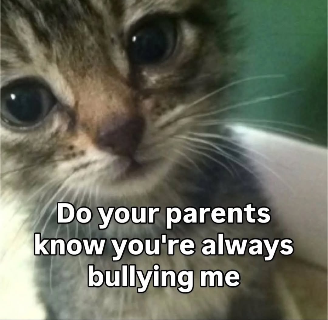 sillymeow4u's tweet photo. https://t.co/wXa0kOc2rh