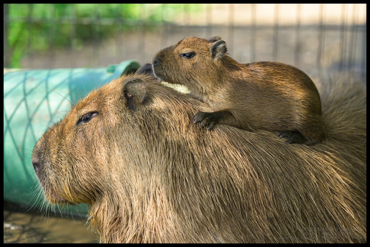 hiro_capy_ooo's tweet photo. 生後半月ちょっとで登頂成功
#Capybara #カピバラ #袖ヶ浦ふれあいどうぶつ縁 https://t.co/CudgxUPj6t