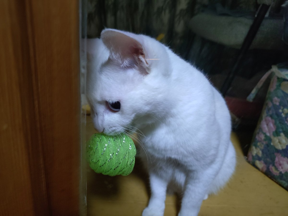 syamur's tweet photo. だれもあそんでくれましぇん😿 https://t.co/yi80eSHDXB