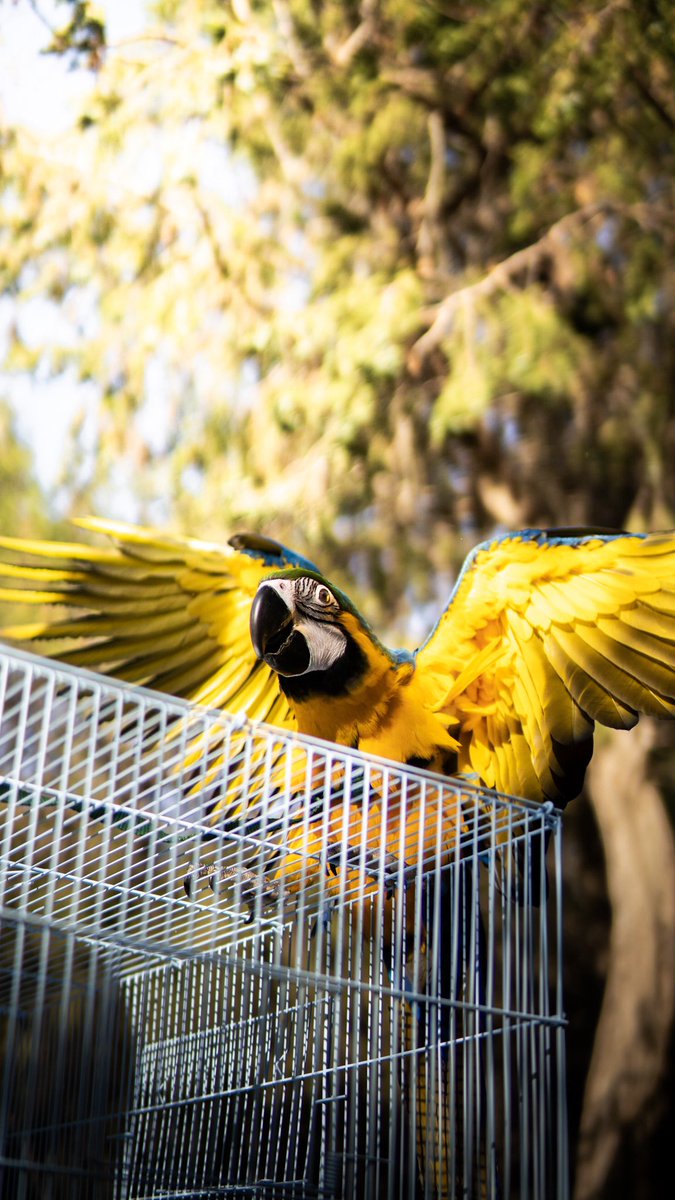 _xL6t's tweet photo. جمال طائر المكاو 🦜 

ماشاء الله تبارك الله

By sony #a6400 📸 https://t.co/c13sqeS01M