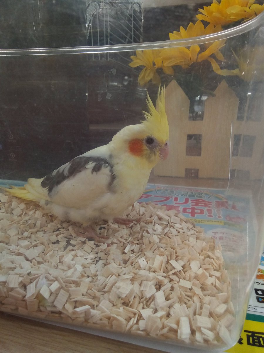 amigoimabari's tweet photo. オカメインコと小桜インコのヒナが入荷しました。
ヒナから育ててみませんか。よく懐きますよ。
#アミーゴ今治店 #小桜インコ #オカメインコ https://t.co/Kb3zSWzs9H