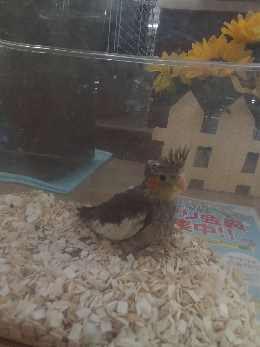 amigoimabari's tweet photo. オカメインコと小桜インコのヒナが入荷しました。
ヒナから育ててみませんか。よく懐きますよ。
#アミーゴ今治店 #小桜インコ #オカメインコ https://t.co/Kb3zSWzs9H