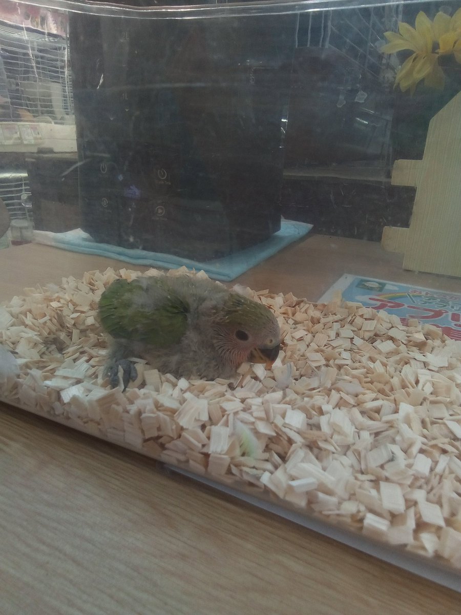 amigoimabari's tweet photo. オカメインコと小桜インコのヒナが入荷しました。
ヒナから育ててみませんか。よく懐きますよ。
#アミーゴ今治店 #小桜インコ #オカメインコ https://t.co/Kb3zSWzs9H
