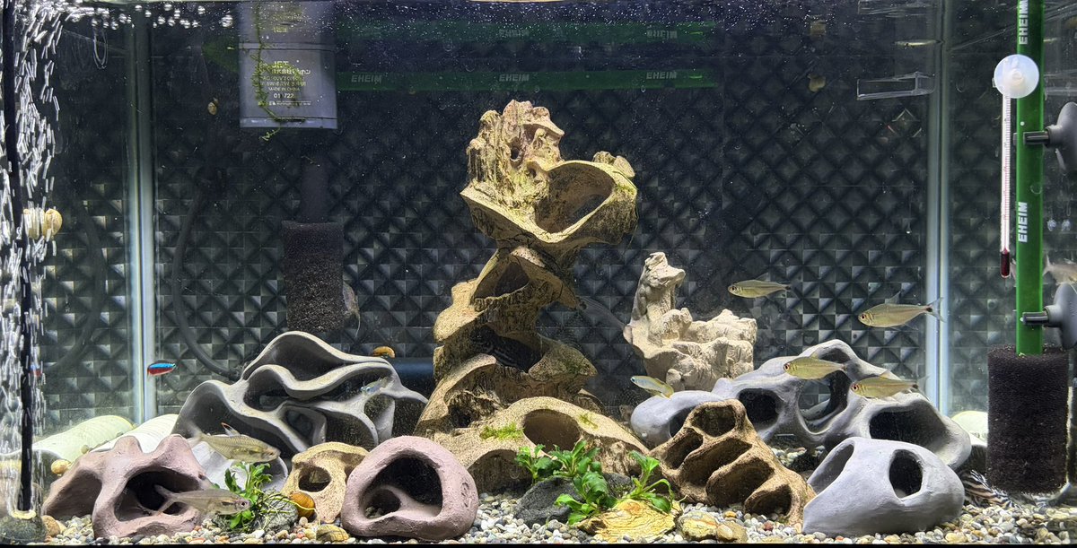 Sacalia3's tweet photo. @Asat76888421 
#熱帯魚
#SheltaCrafta
連休で水槽リニューアルしました〜
ボウズハゼ類や小型プレコ、
カラシン達に良さげかな
コリドラスのペアもまったり•*¨*•.¸¸♬︎ https://t.co/TPwWLxYxcW