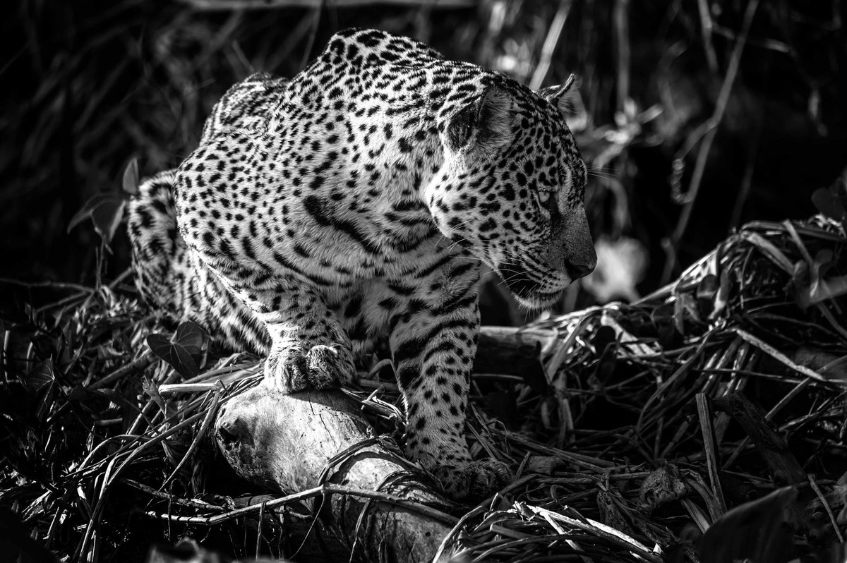 Snapperlen's tweet photo. Back from our recent adventures in the beautiful Pantanals of Brazil. https://t.co/DqlgFgwkOQ