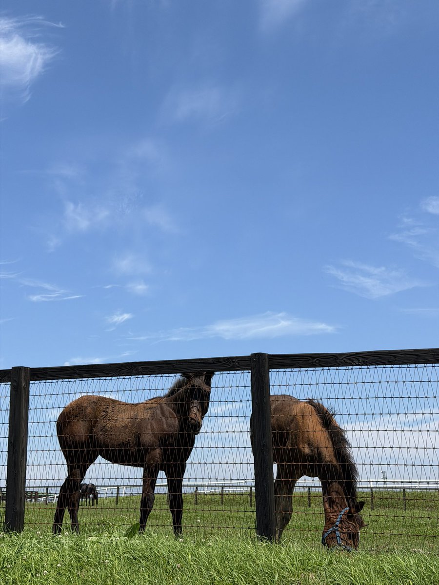 Farm_Versailles's tweet photo. 【お願い】

最近、当牧場の敷地内に入り、写真を撮影したり、馬に触れたりする方が増えております。

道路沿いから馬をご覧いただいたり、写真を撮影していただくことは問題ございませんが、牧場の敷地内への立ち入りや、馬に触れる行為は絶対におやめください。

馬は驚いたり、危険を感じた際に噛む場合もあります。⚠️

皆様の安全のため、ご理解とご協力を賜りますよう、何卒よろしくお願い申し上げます。