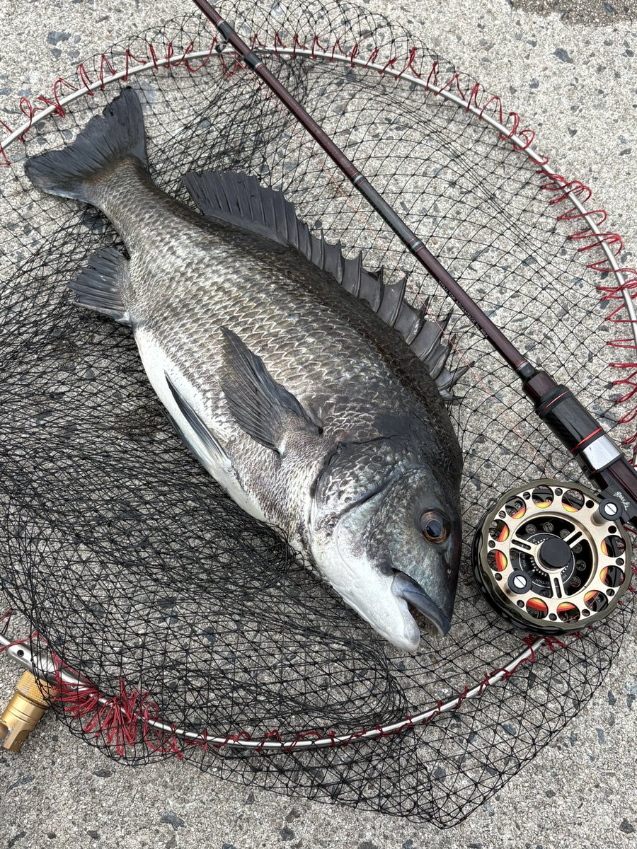 3s_fe's tweet photo. 良型３匹遊んでくれた🎣👍 https://t.co/OT9iByLpLo
