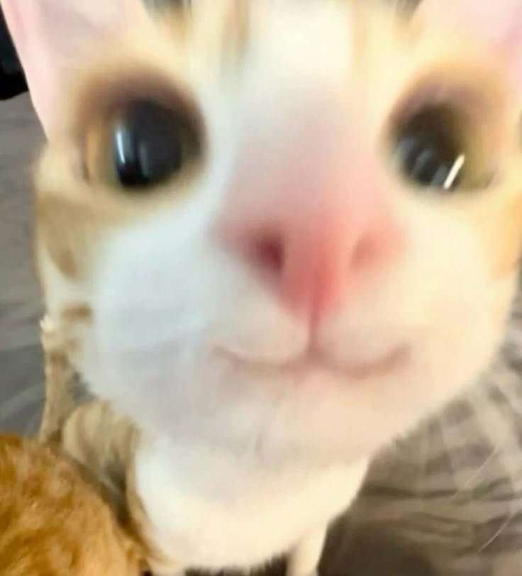 enchantingtaro's tweet photo. 냥😸 https://t.co/xPhkN0bKRA