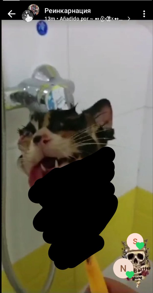 mamifundadora's tweet photo. IMÁGENES SENSIBLES. 
El tipo de cosas que estos hijos de puta postean en su grupo de mierda. Mándenle mensajitos a estos necesitados de atención, edgys asquerosos que se creen la gran cosa solo por meterse con animalitos. https://t.co/gNF4FyFiys