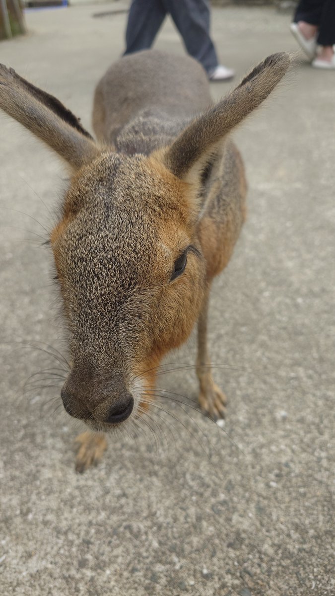zoojo_team's tweet photo. エンリッチメント大賞2025で奨励賞を受賞した｢阿蘇ファームランド｣に行ってきました🦫
ビーバーが！近い！びっくり！水かきもしっぽもゆっくり観察させてもらいました。子どもたちとはビーバーとカピバラの水かき比べて、近いからこその発見もあったようです。楽しかった。満喫。 https://t.co/fgYIHQxAJ9