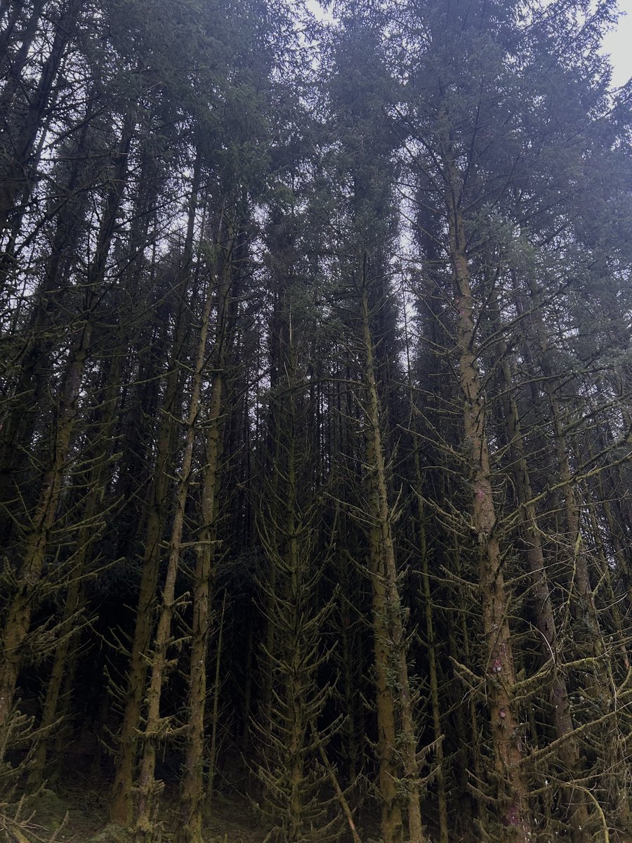 NorthernGeloafa's tweet photo. Into the woods. https://t.co/pHYrw6GbSX