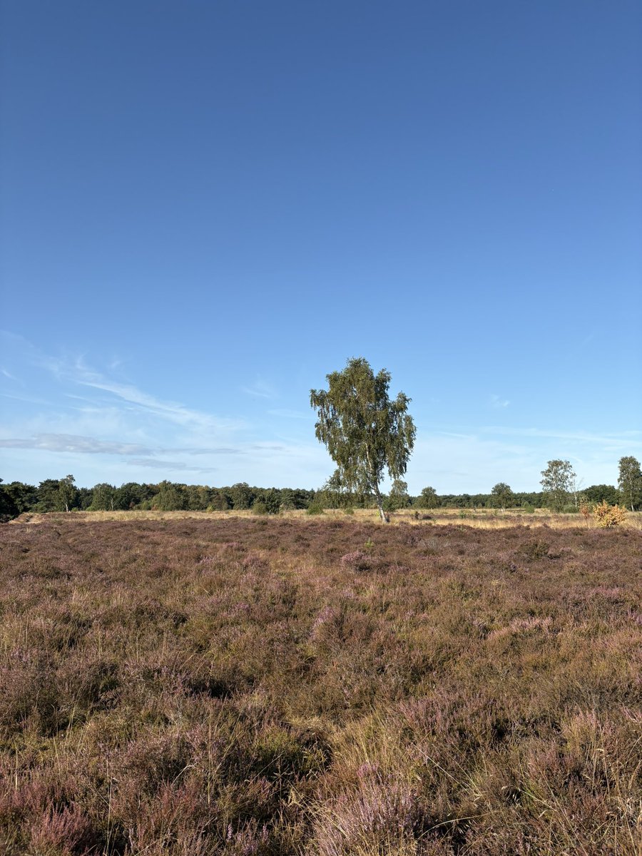 StephanvanHuis's tweet photo. 08.30 uur Zondagochtendrondje #holger #GroevenbeekseHeide #Ermelo https://t.co/QBECvl5Z4s