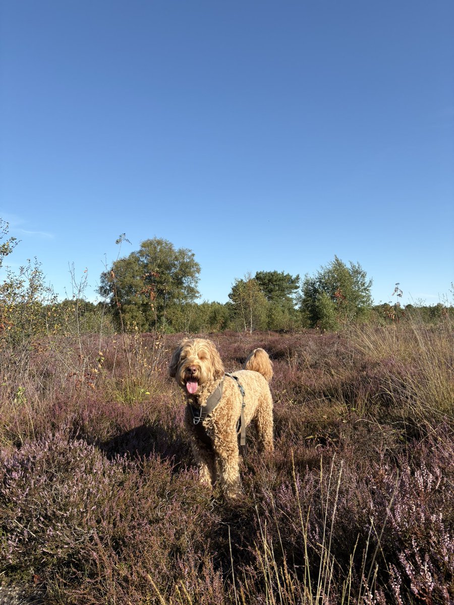 StephanvanHuis's tweet photo. 08.30 uur Zondagochtendrondje #holger #GroevenbeekseHeide #Ermelo https://t.co/QBECvl5Z4s