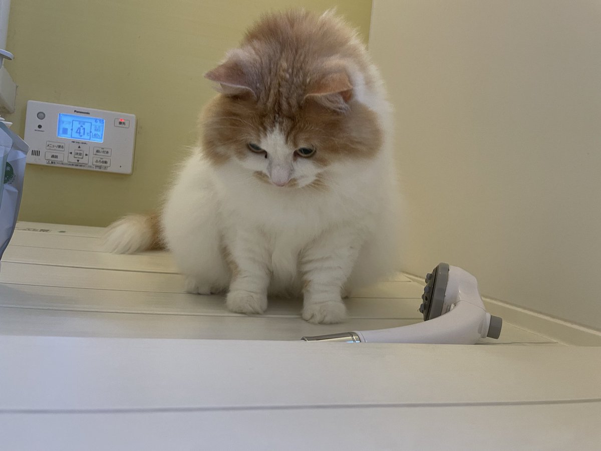 bunbunta_cat's tweet photo. お風呂も一緒🐱
#猫　#猫のいる暮らし https://t.co/2ECaRtCjBv