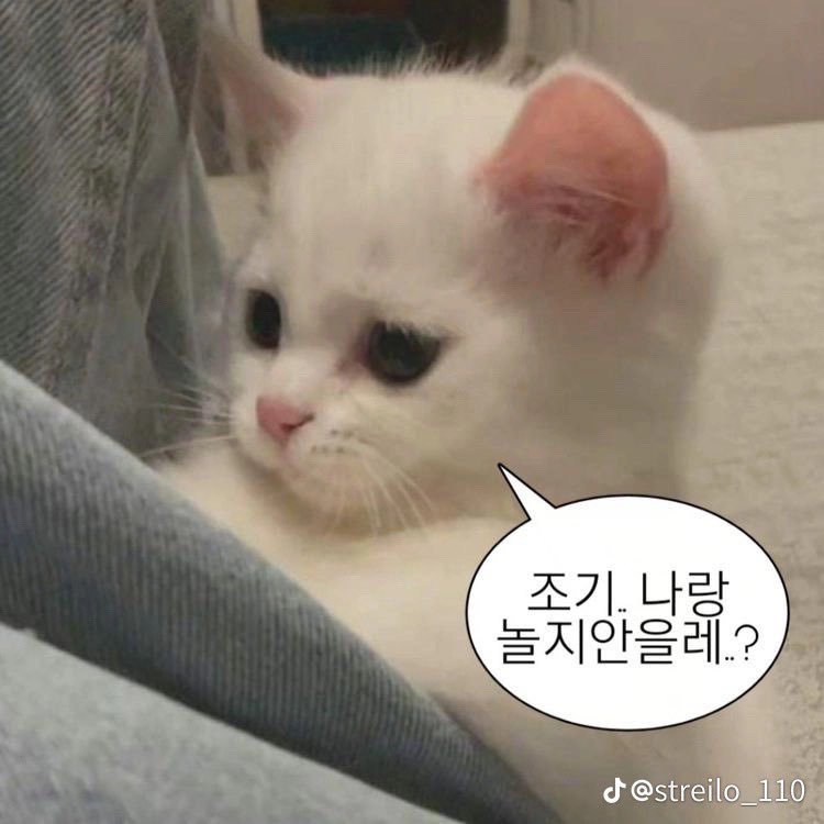 gomdolle_3's tweet photo. 놀지안을레¿ https://t.co/PMTrmtiECq