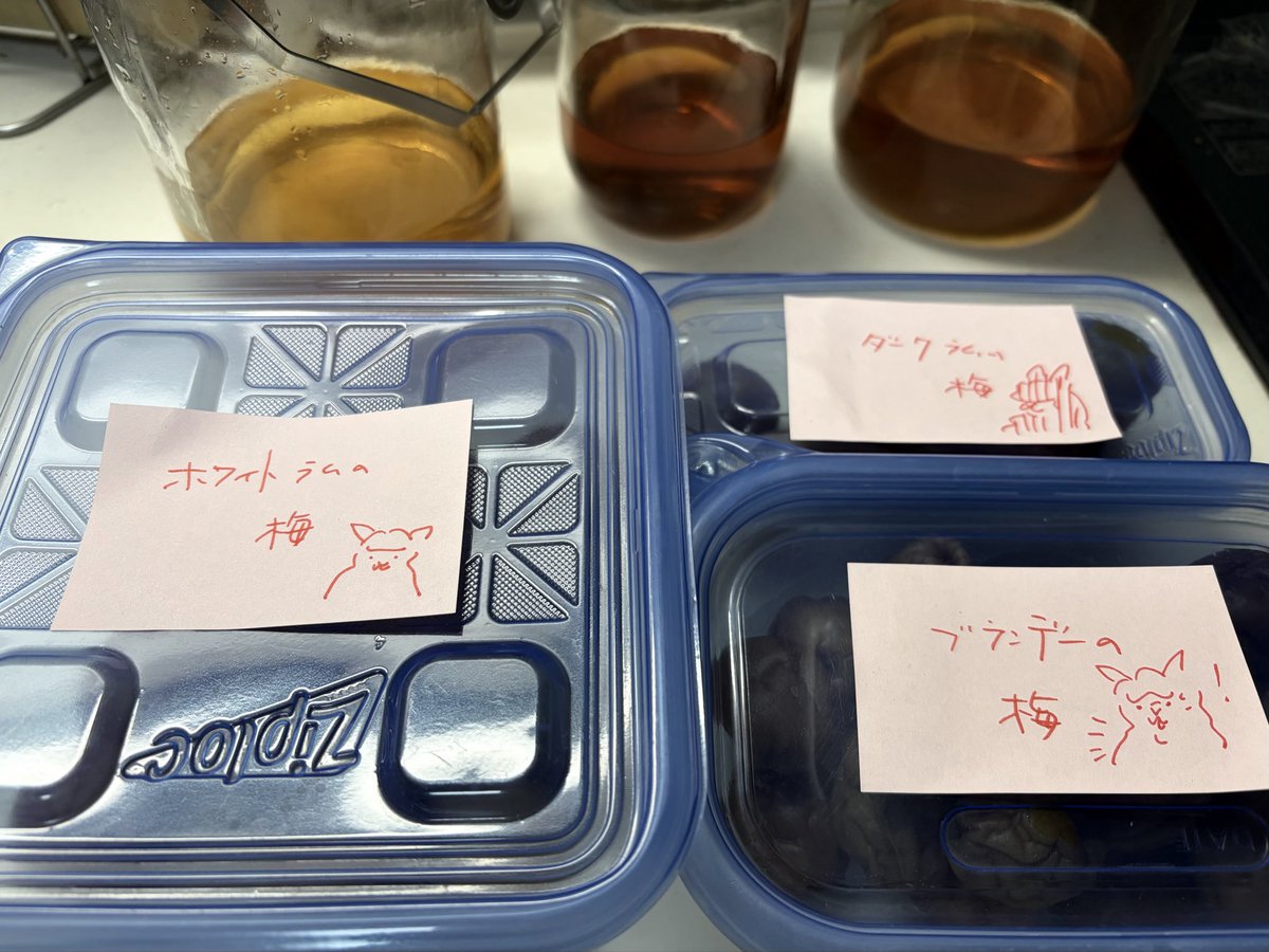 tomatomoto_s's tweet photo. 自家製梅酒の梅をとりだしたので、どの梅がどのお酒につかってたものなのかをラベリング

謎にラベルにアルパカを描く所業(アルパカ、なんの関係もない🤣) https://t.co/fFtXnajHvs