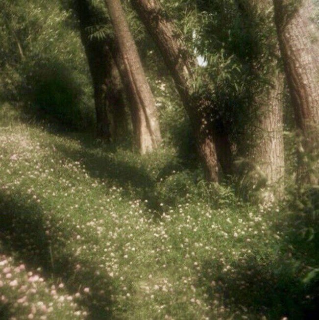 _daisybella's tweet photo. fairies live here https://t.co/LTOKe41zbk