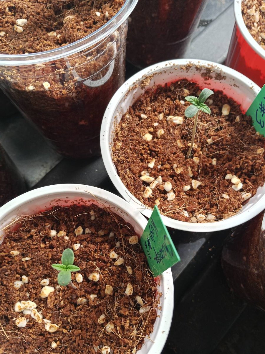 WisharGarden's tweet photo. Day 4 - Seedlings π±
3 of them broke soil makes my day everytime
All from same strain, Chocolope Kush @DNAGenetics
Hoping others will wake up soon π
#cultivation #photoperiod #fromseedtoharvest #microgrowery https://t.co/9PJVeEcnQ2