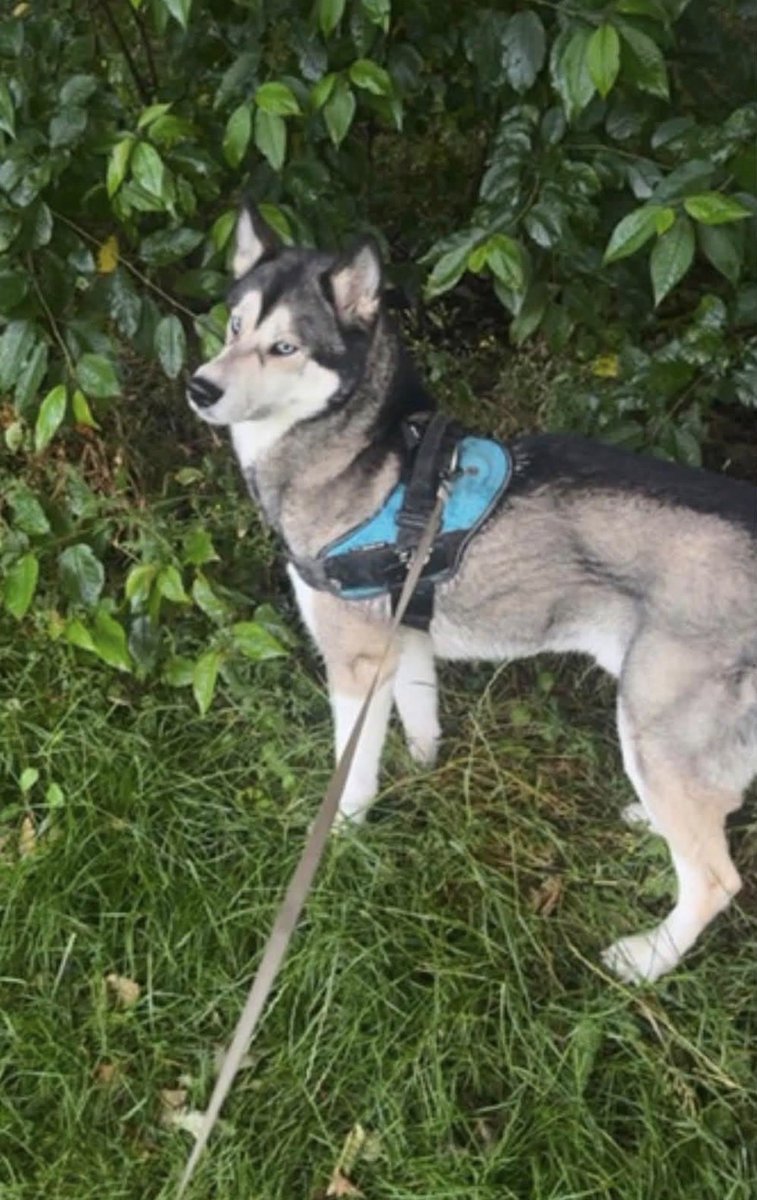 H2RScotland's tweet photo. Can you please share for the lovely Bleu, he’s not had any enquiries so far. 

Bleu is a 6 year old Grey Husky x German Shepard.
Through no fault of his own he looking for a new loving home, with someone who has experience with big dogs who has a lot of love to give.
Bleu is looking for a new loving, forever home, due to unforeseen circumstances with his present family who have had to make this very difficult decision to re home Bleu. 
They have had him since he was 8 weeks old.
Bleu is a loving, loyal and faithful dog who is great with younger and older children. 
Bleu is registered with his local vet, healthy, microchipped, vaccinated and has no medical problems.
He can be left on his own, at night he sleeps on the floor at the side of his present owners bed.
Bleu has Waggs Dry food, as anything else can upset his stomach. He loves treats especially Bacon flavour.
Bleu is very excitable when meeting new people, however will settle down. 
He is scared of the hoover, fine if he's in another room. 
Bleu is not tolerant of other pets in the house, he has never been around cats.
Bleu can cry a little when in the car, generally he will settle down. He enjoys being in the garden and loves playing with his toys. 
Loves long walks, very strong and will pull on lead. 
Recall is not good if off the lead needs to be in enclosed space.
If Bleu could be a welcome addition to your home and family please contact Info@help2rehome.com for more information.