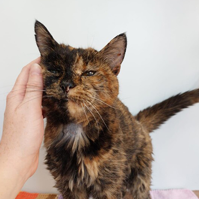 AMAZlNGNATURE's tweet photo. Meet Flossie, the world’s oldest living cat

At 30 years old, she has lived more than twice as long as the average house cat https://t.co/mRAsAaJF3z
