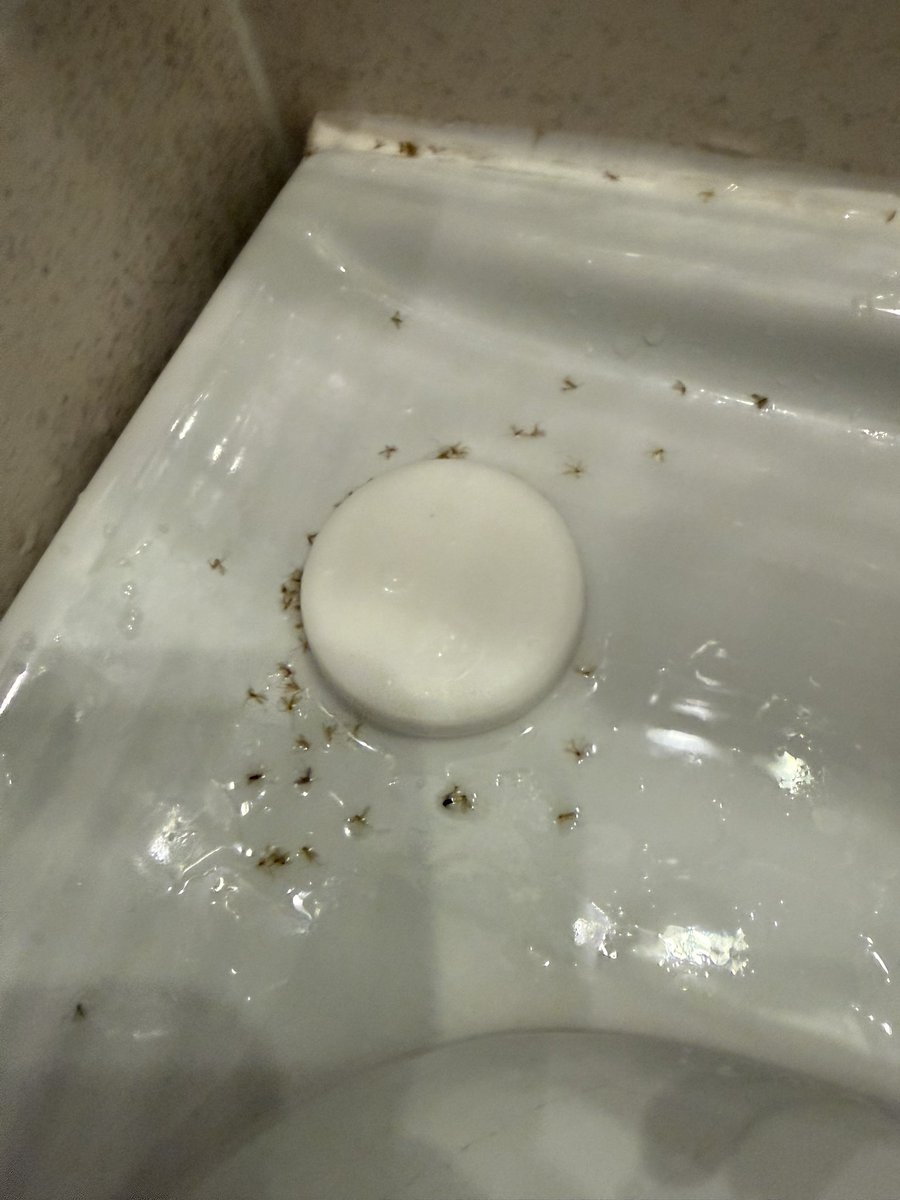 Jo_Caulfield's tweet photo. Goodbye hotel.
Goodbye bathroom sink covered in fruit flies.
Goodbye insects along windowstill.
Goodbye breakfast between 8am and 9am on a Sunday.
Goodbye 10am checkout.

Are you 100% sure you WANT to be a hotel?? https://t.co/gta9UViKvZ