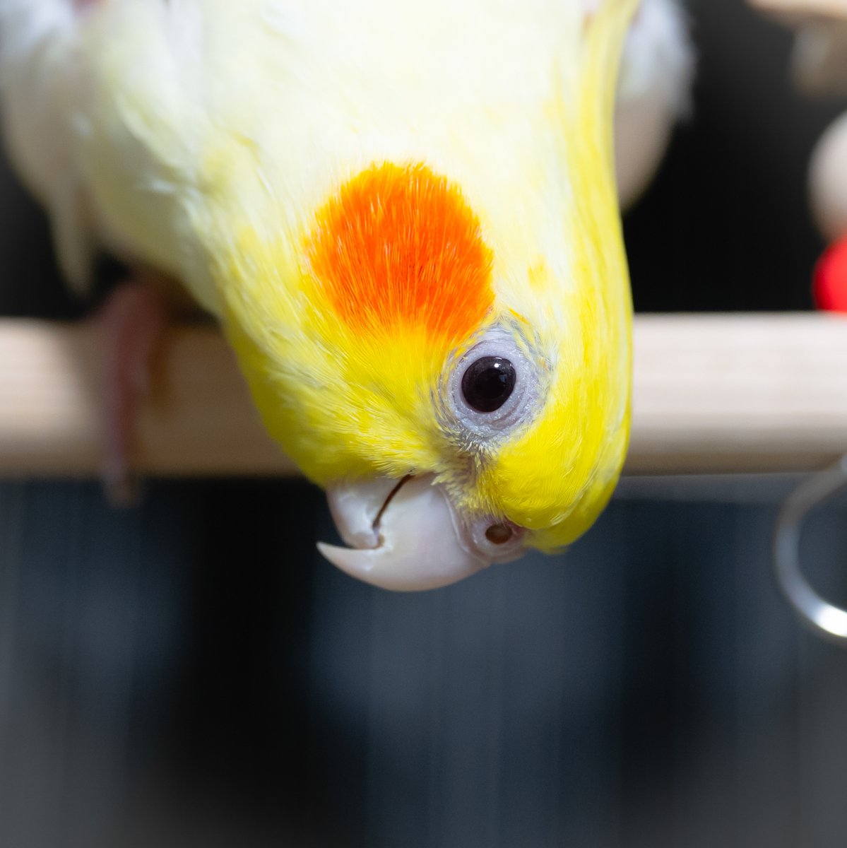 AtakaMotoya's tweet photo. こんにちは～。久々の投稿です。
今日もオカメがかわいいです。
#オカメインコ https://t.co/pvoNXsX0o0