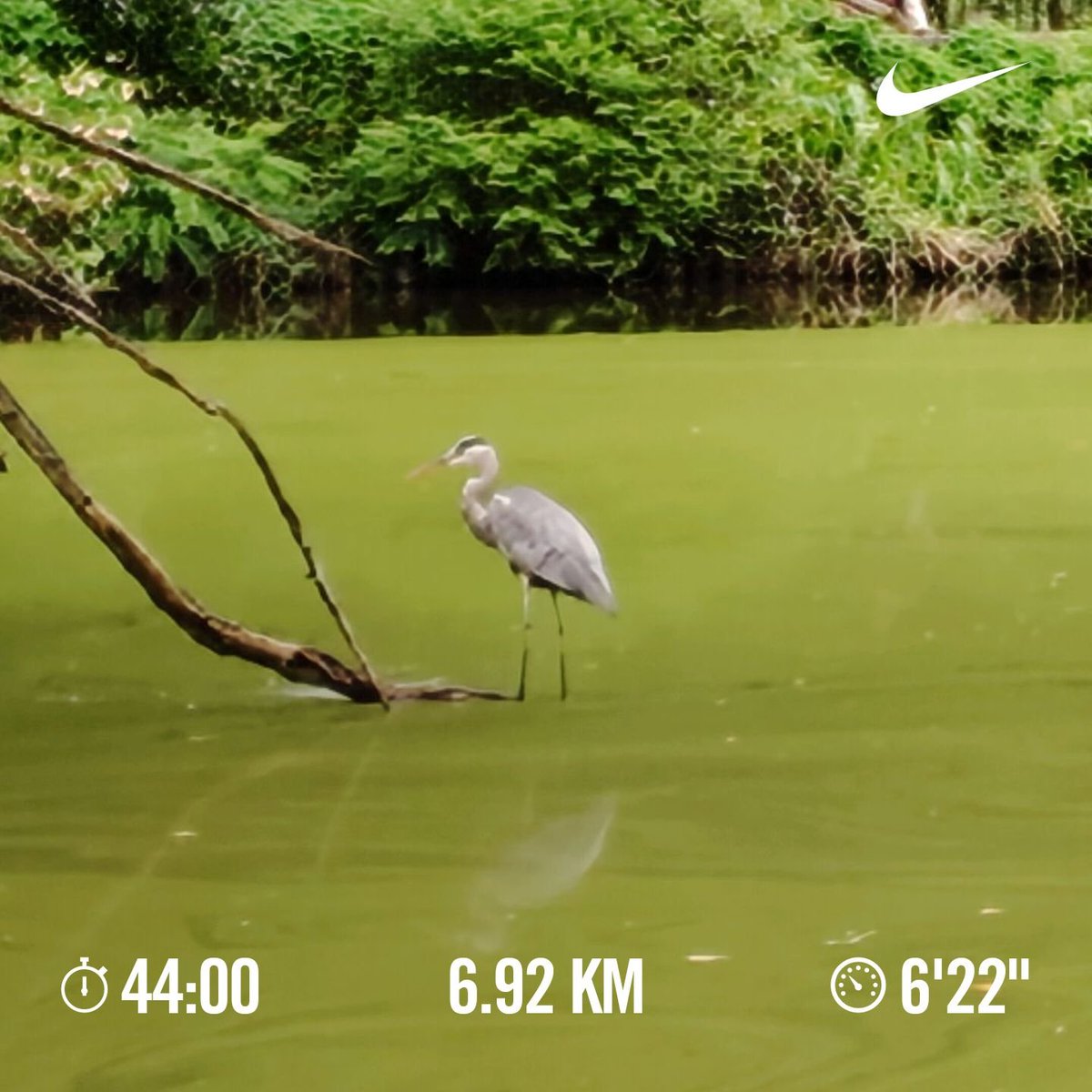 hide50993679269's tweet photo. 涼しめの気候の中、和田堀公園の池を周回折り返しの朝ラン🏃池ではアオサギに遭遇🦢途中、サルスベリの花が満開🌸
#ランニング　#朝ラン　#週末ランニング　#週末ランナー　#和田堀公園　#アオサギ https://t.co/fbZH7IC3be