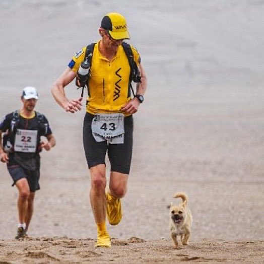 Indie5051's tweet photo. Una cachorrita callejera siguió a un atleta durante 124 kilómetros mientras corría y, al final, terminó siendo adoptada por él. https://t.co/QvDQVIsWSm