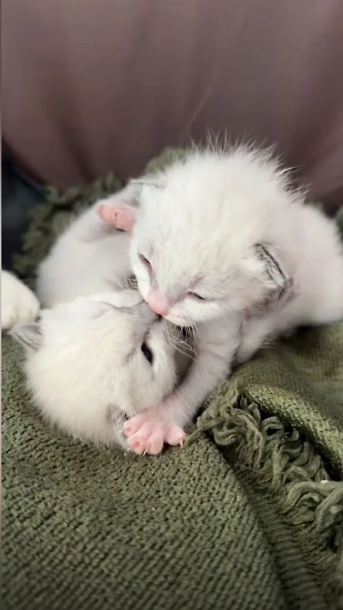 culKitten's tweet photo. 热吻 https://t.co/thCPt3jlze