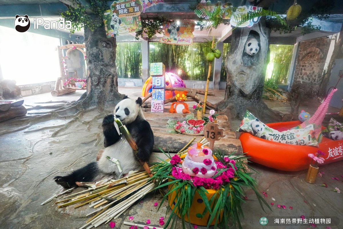 ipandacom's tweet photo. Happy 13th birthday to panda twins Gong Gong and Shun Shun at Hainan Tropical Wildlife Park! 
#PandaPic #PandaFun #CCRCGP   
For more panda information, please check out: https://t.co/hXNeewwBNN https://t.co/e1fX5ka9lt