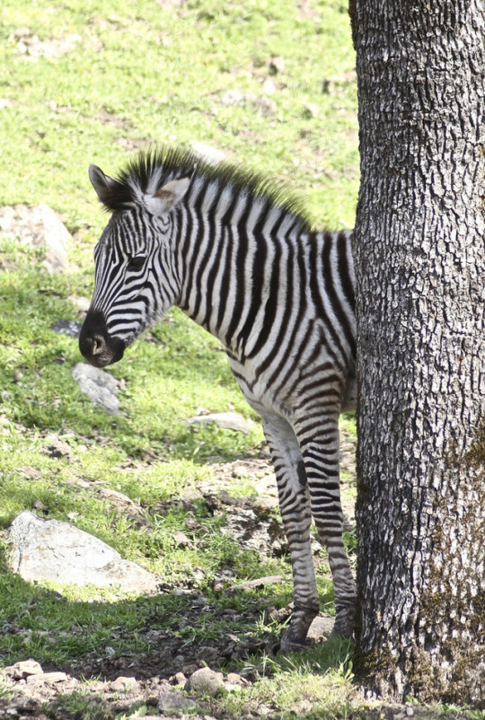 MelsBracelets's tweet photo. Chapman's Zebra #wildlifephotography #wildlife #naturephotography #naturebeauty #naturephoto #NatureEscape #NatureHeals #zebra #chapmanszebra https://t.co/gvNGgqXZbj