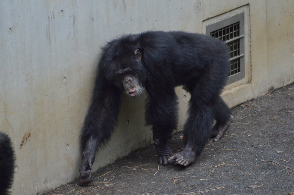 chimpanser's tweet photo. a nervous #max gets reassured by sweet #decky ❤️
#多摩動物公園 #デッキー #マックス #tamazoo
august 2026 https://t.co/lVfpBvvS7V