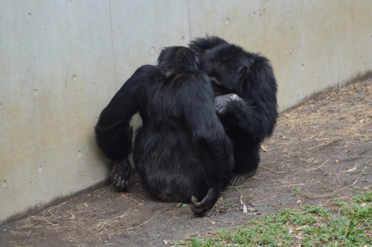 chimpanser's tweet photo. a nervous #max gets reassured by sweet #decky ❤️
#多摩動物公園 #デッキー #マックス #tamazoo
august 2026 https://t.co/lVfpBvvS7V