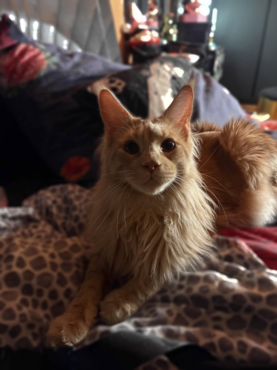 EldritchBaal's tweet photo. @NamanNarayanna made some amazing photos of my cats!
#pets #cat #cats #mainecoon #mainecoonkitten #mainecooncats #catlover https://t.co/fg7RIkZD1I