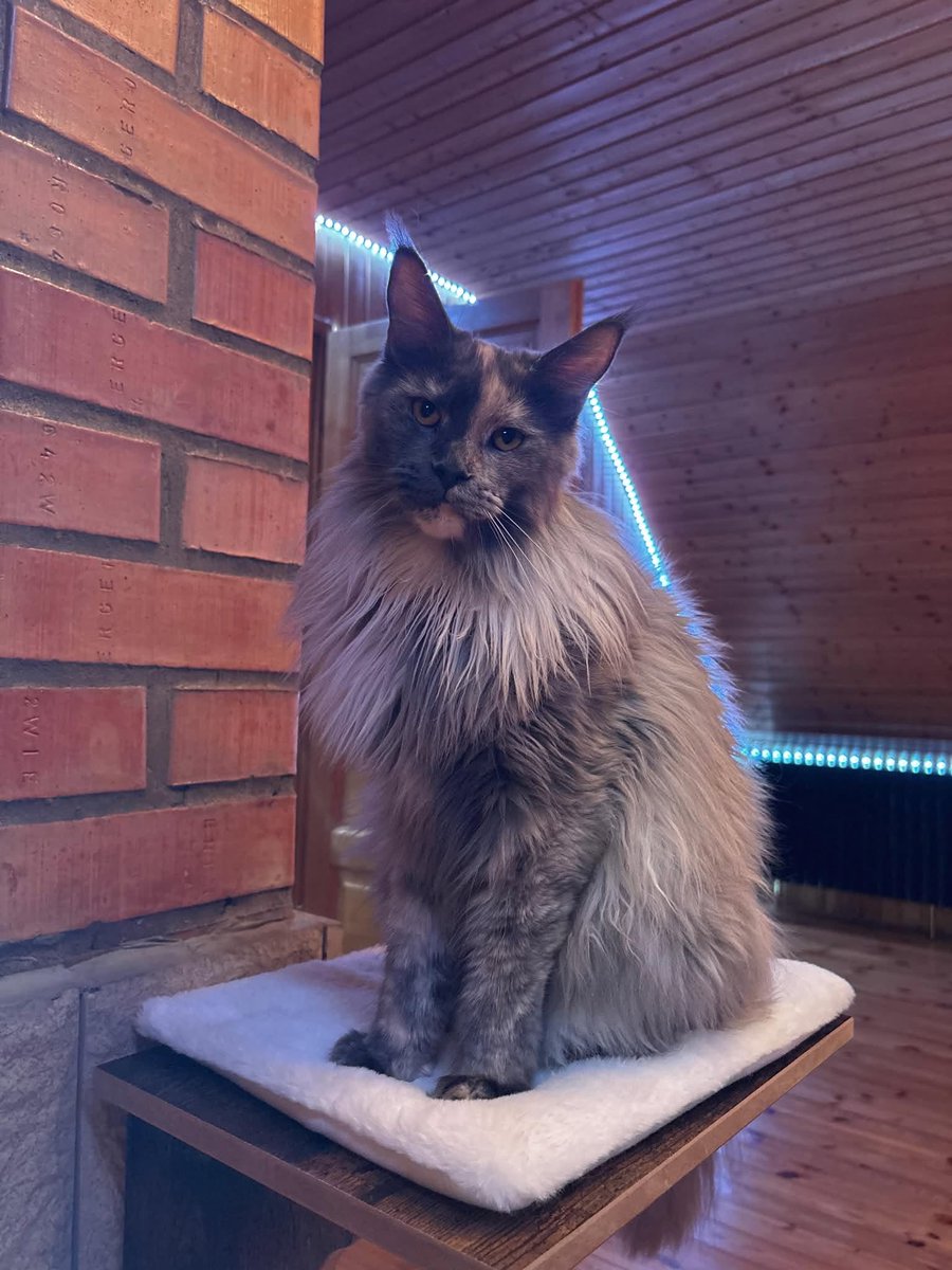 EldritchBaal's tweet photo. @NamanNarayanna made some amazing photos of my cats!
#pets #cat #cats #mainecoon #mainecoonkitten #mainecooncats #catlover https://t.co/fg7RIkZD1I