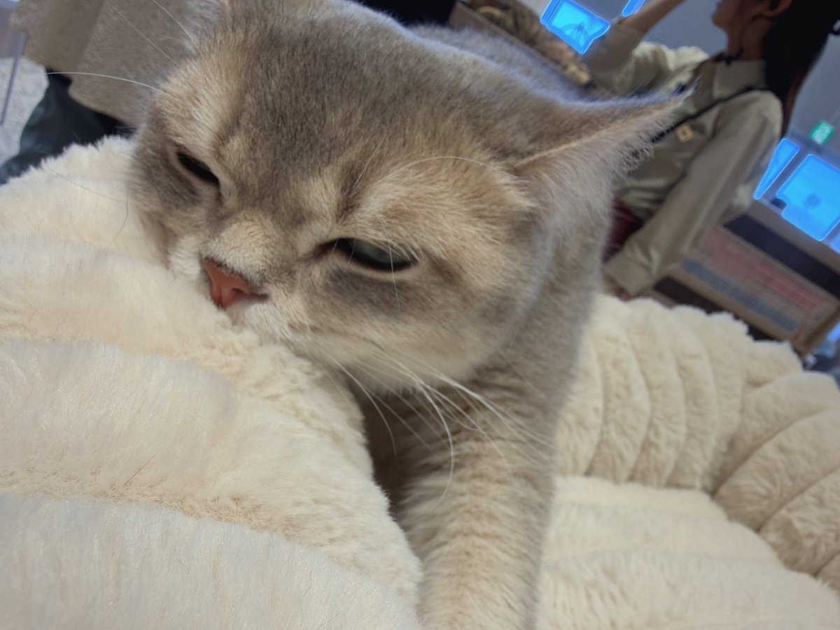 Noel_hoshi's tweet photo. 猫カフェ行ったんよ🐱 https://t.co/2LqT7TsDkm